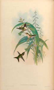 Calothoraxシアノポゴン= Calothorax luciferシアノポゴン 作： John Gould